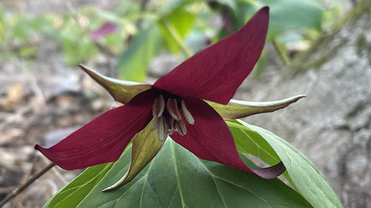 Close up on a red trillium flower